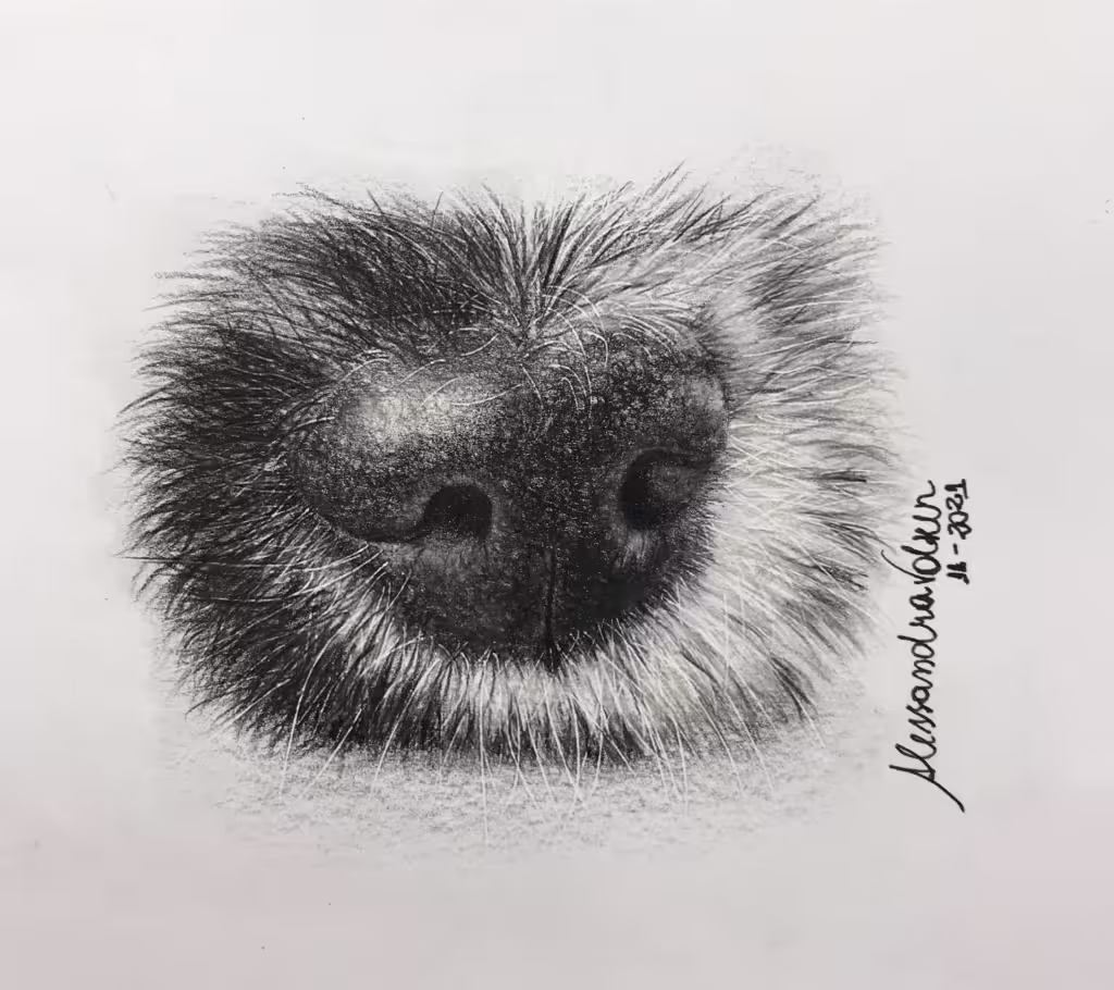 Lápis de Cor (Colored Pencils)