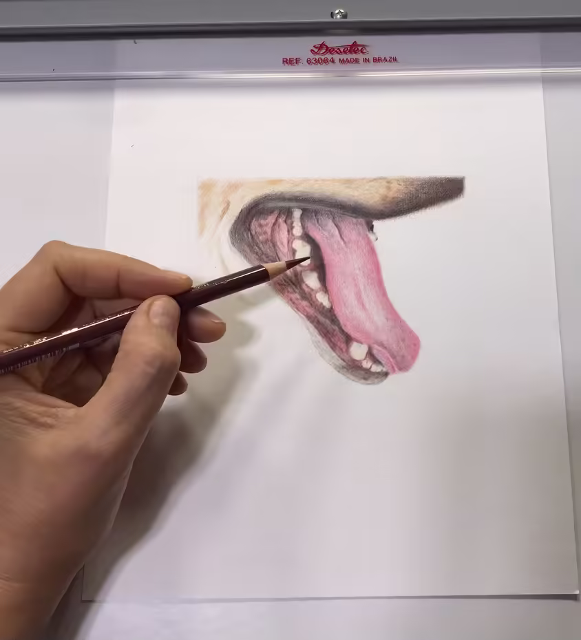 Lápis de Cor (Colored Pencils)