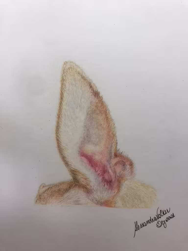 Lápis de Cor (Colored Pencils)